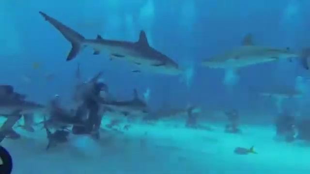 Shark Dive in Nassau смотреть онлайн