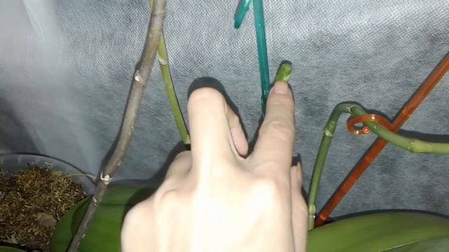 Как нарастить орхидее листья и как исправить сломанный цветонос, чтобы он продолжал расти смотреть онлайн