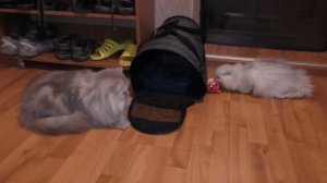 Шотландские вислоухие кошки знакомятся, первое знакомство кошек