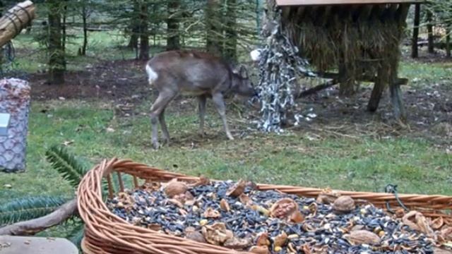 У кормушки для птиц (ролик 2) | At the bird feeder (roller 2) смотреть онлайн