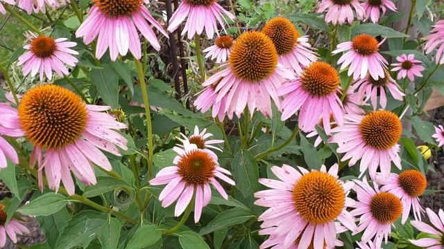 Понкин В. стихотворение - В каждом прохожем... смотреть онлайн