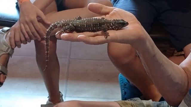 ЭТНОМИР - этнографический парк-музей. Кобры-мобры. Таёжный йорк. смотреть онлайн