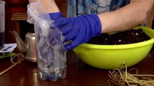 Клематисы в коробке как посадить