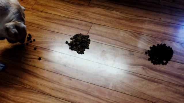 Wellness Core vs Innova Large Breed vs Taste of the Wild Salmon смотреть онлайн