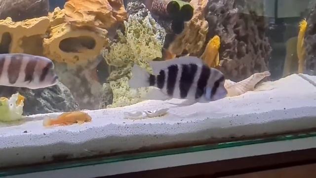 ACUARIO DE MANUEL ARTEAGA смотреть онлайн