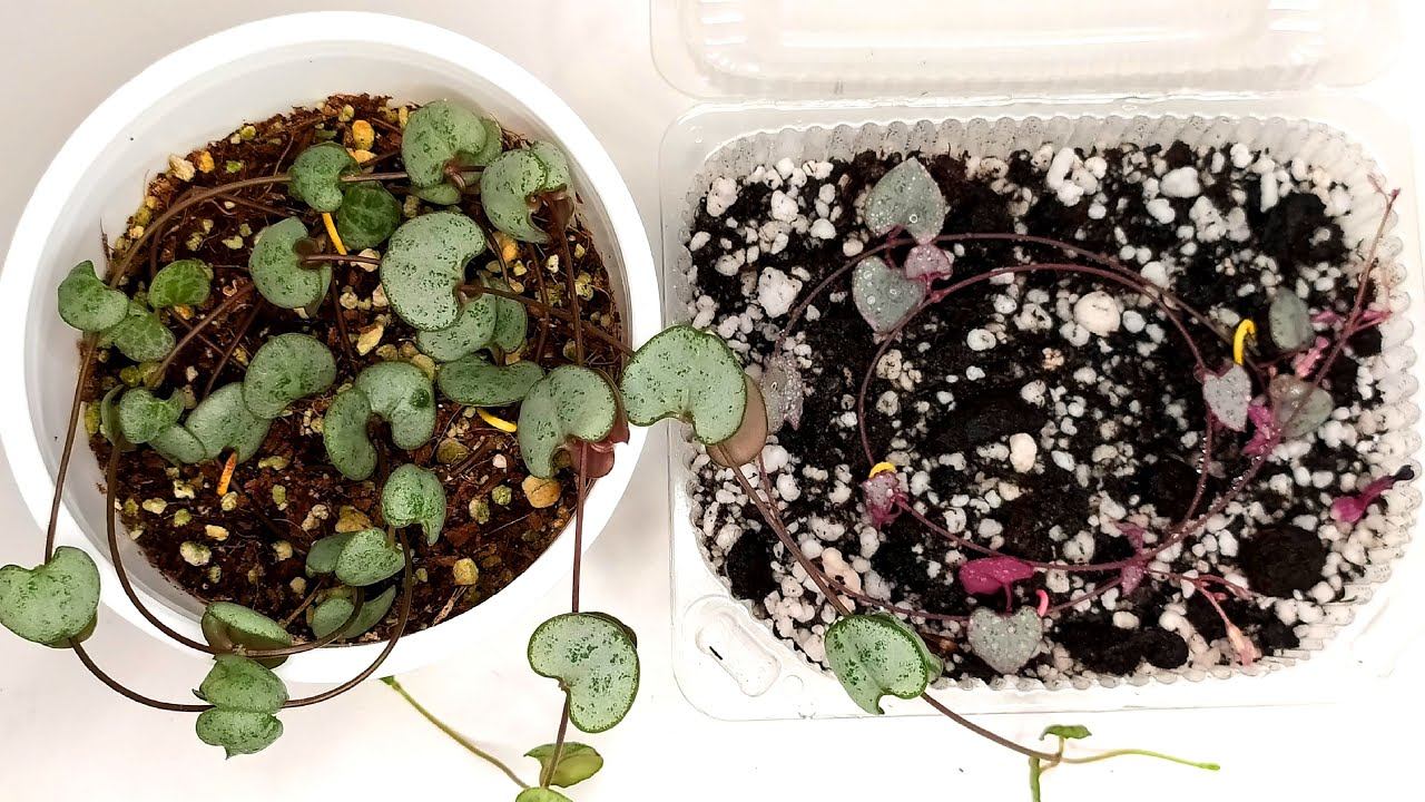 Церопегия Вуди. Уход и размножение черенкованием