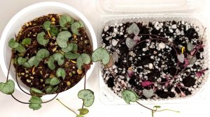 Церопегия Вуди. Уход и размножение черенкованием