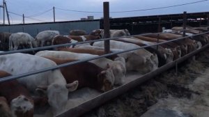 В КАКОМ ВОЗРАСТЕ ЛУЧШЕ СТАВИТЬ БЫКОВ НА #ОТКОРМ.