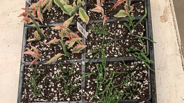 Propagating Two Euphorbia and a Hatiora смотреть онлайн