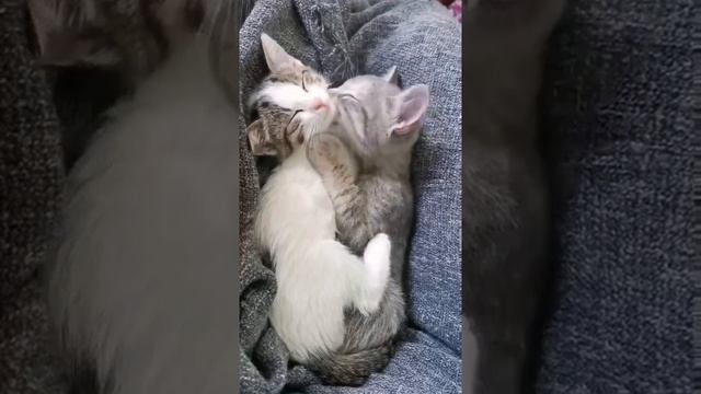 Любовь котов и кошек. Кот и кошка. смотреть онлайн