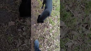 Черный друг.