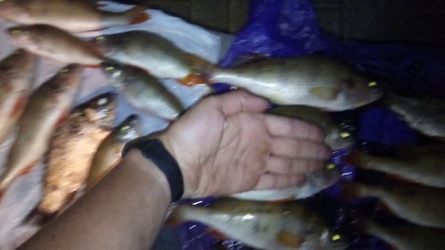 Рыбалка нижняя Крынка 2022 окуни, караси, и природа. смотреть онлайн