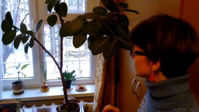 Мои комнатные растения. Как ухаживать за фикусом смотреть онлайн