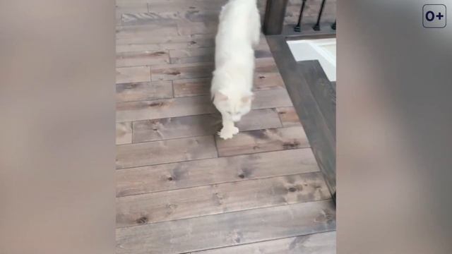 МЕЙН-КУН САМАЯ ЛУЧШАЯ КОШКА? МНЕНИЕ ВЛАДЕЛЬЦА О ПОРОДЕ смотреть онлайн