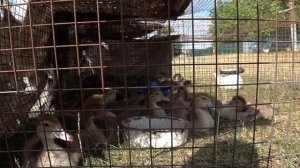 Секреты кормления мускусных уток тяжелой линии Древесные утки Шипуны Индоутки Сельская Жизнь