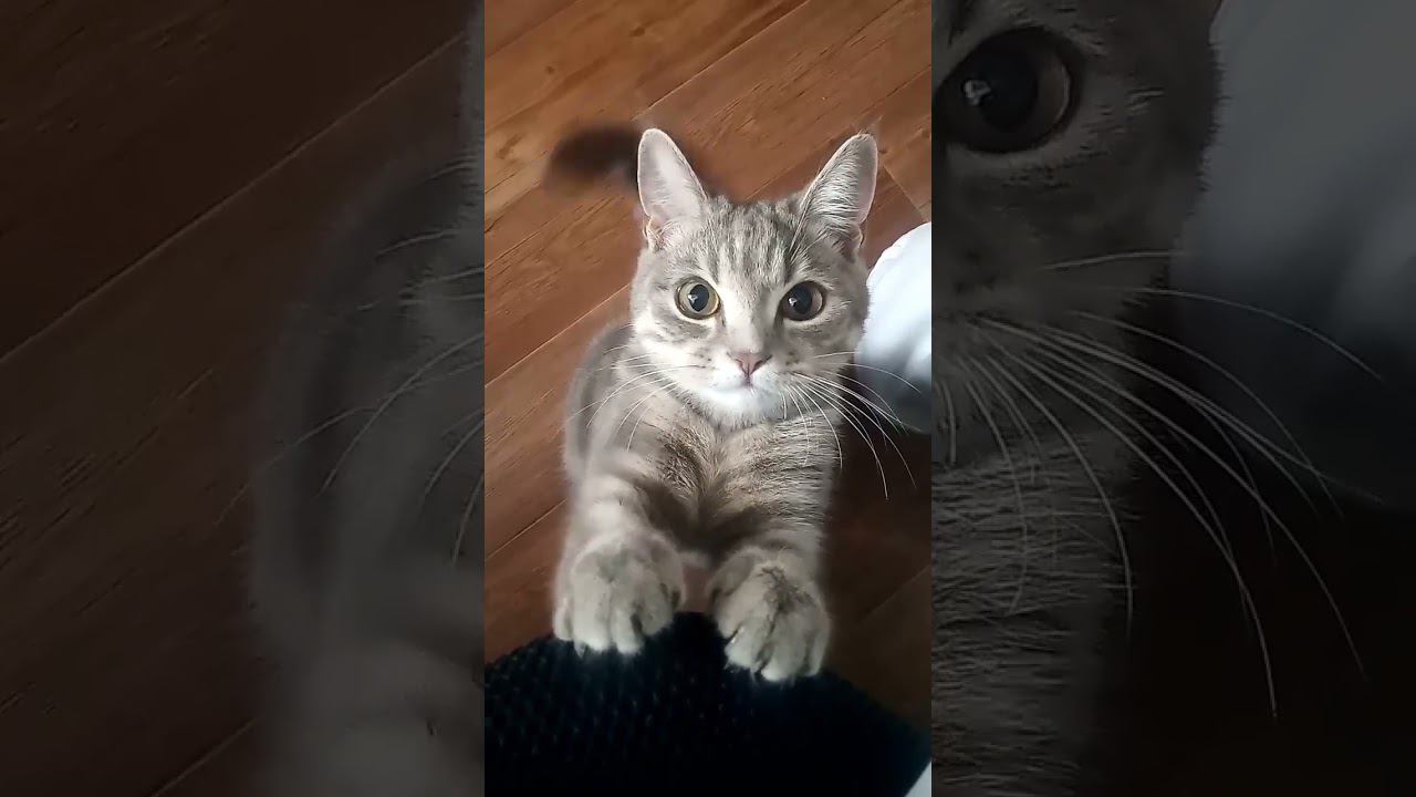 +1в ленту) #котики смотреть онлайн