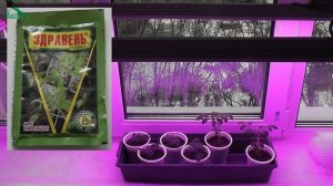 ? Выращивание томатов на подоконнике: посев, подкормка, пересаживание - 7 дач