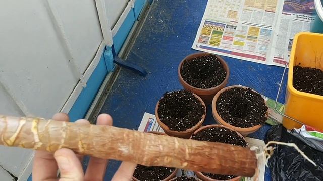 Укоренение стволов Юкки после обрезки. смотреть онлайн