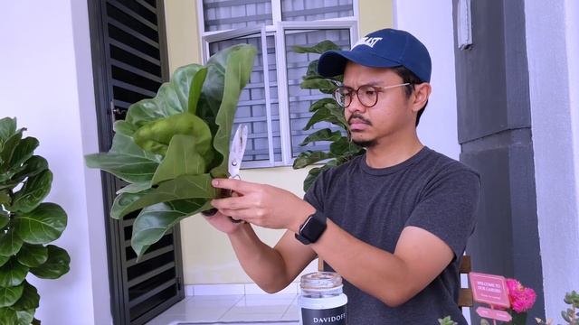 How to create multiple branches for your fiddle leaf fig (ficus lyrata) смотреть онлайн