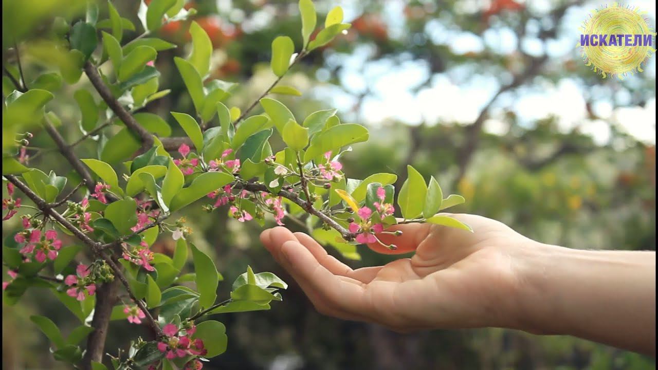 "На краю любви экстаза" - Мила Клёнова