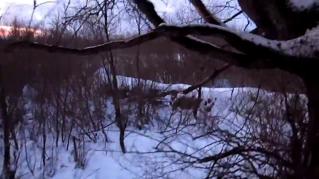 Народная тропка на пляж Песчанка у Десны смотреть онлайн