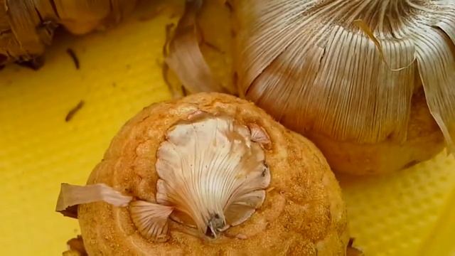 Наша дача луковичные на 2016 год и трипсы на купленных луковицах смотреть онлайн