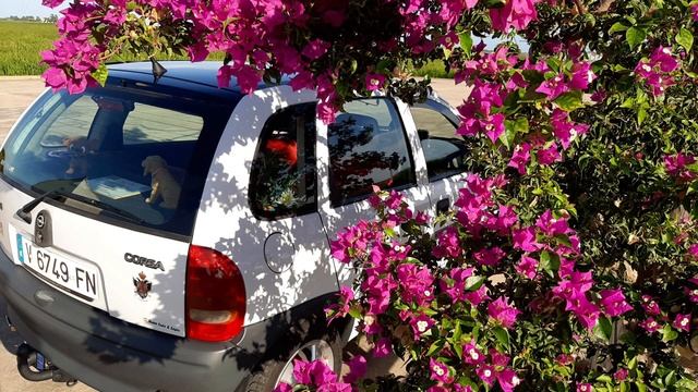 Opel Corsa B 1.4 Swing (Imágenes Para El Recuerdo)