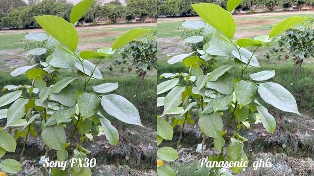 Sony FX30 VS Panasonic LUMIX GH6 Camera Comparison смотреть онлайн
