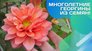 Георгины из семян мой опыт выращивания