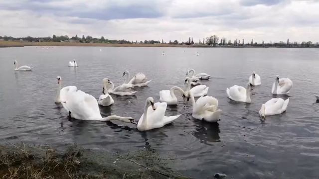 Лебединое озеро, кормим лебедей смотреть онлайн