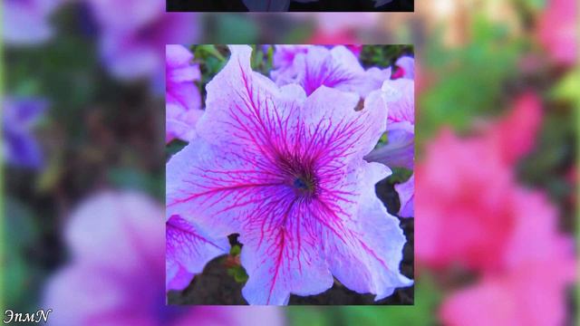 Яркие цветы петунии Этот прекрасный мир🌺 🌸 смотреть онлайн