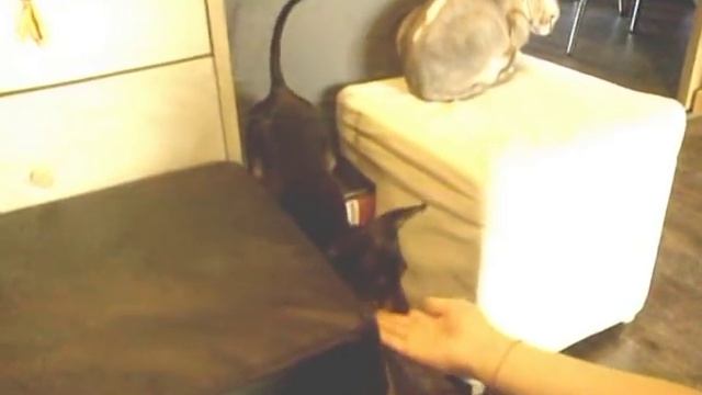 Трюковая дрессировка той-терьера- как научить собаку лезть на стенку. смотреть онлайн