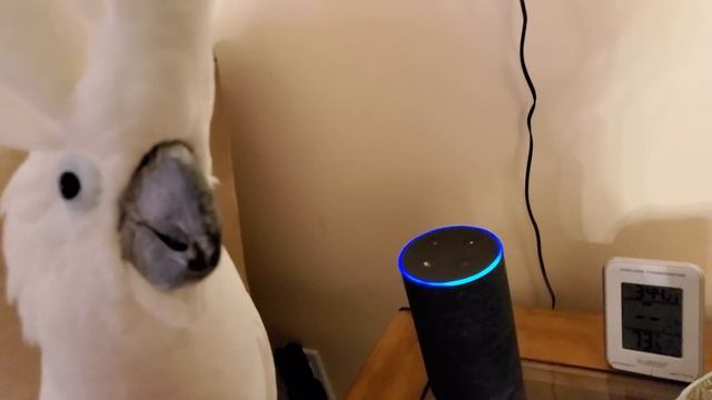 Cockatoo Attempts To Order Farts Off Of Alexa смотреть онлайн