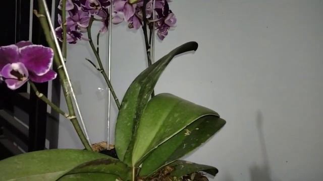 "My Flower" Phalaenopsis 'Black Jack' смотреть онлайн