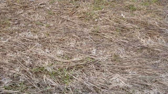 НАШЕЛ СТАРИННЫЙ ПЕРСТЕНЬ ВОИНА С КАМНЕМ смотреть онлайн