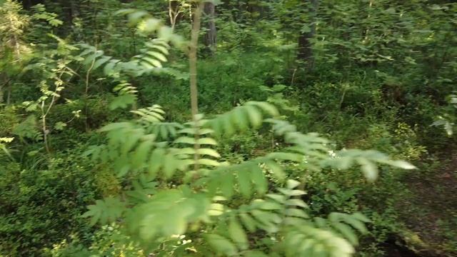 Прогулка по лесу. Медитация. Звуки природы. смотреть онлайн