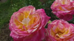 РОЗА ПУЛЬМАН ОРИЕНТ ЭКСПРЕСС  съемка 4 дня