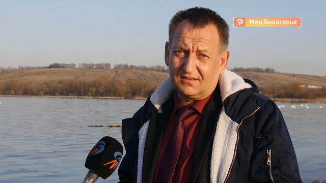 Сотня лебедей на пруду в Великомихайловке смотреть онлайн