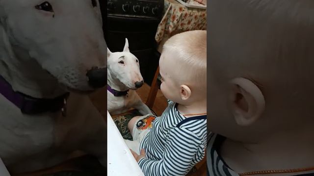 бультерьер и ребёнок #dog смотреть онлайн