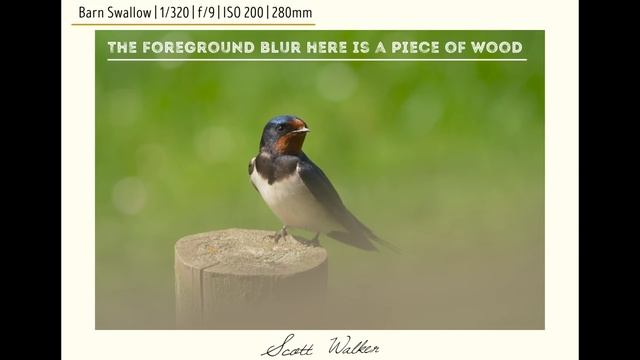 Wildlife photography hacks смотреть онлайн