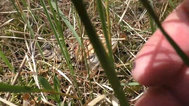 ГРИБЫ 2020. 30 МАЯ. ПЕРВЫЕ ЛЕТНИЕ ГРИБЫ!!!