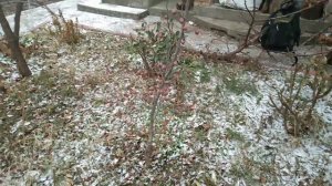 Что такое МУШМУЛА германская? Какая на вкус мушмула? Когда собирать мушмулу?