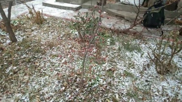 Что такое МУШМУЛА германская? Какая на вкус мушмула? Когда собирать мушмулу?