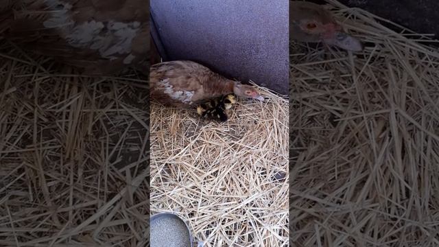 Сколько индоутка вывела утят? смотреть онлайн