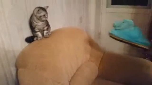 Британский котёнок (окраса вискас) боится тапка смотреть онлайн