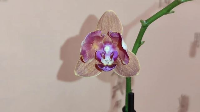 Новая Орхидея! Фаленопсис Паприка пилорик трилипс/бабочка? смотреть онлайн