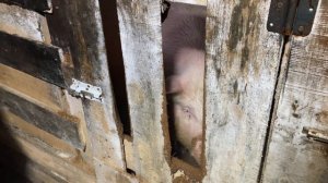 Забой и разделка свиньи. Новые свиньи.