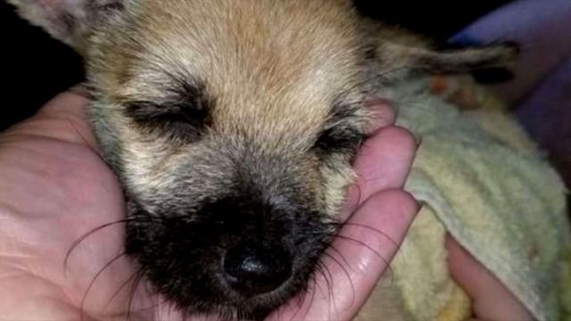 Девушка услышала чей то плач из болота! То, что она увидела, повергло ее в шок!! смотреть онлайн