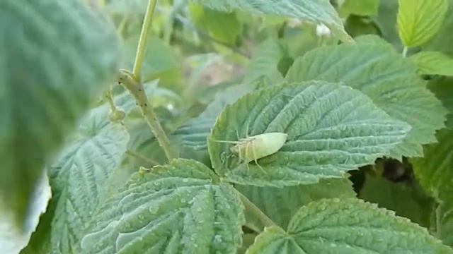 борьба с вредителями малины весной смотреть онлайн