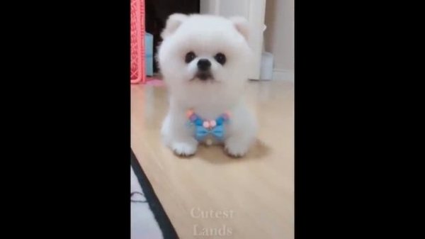 Подборка смешных и милых питомцев ? Funny and Cute Pets Compilation